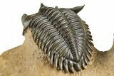 Large Metacanthina Trilobite With Reedops - Lghaft, Morocco #381585-6